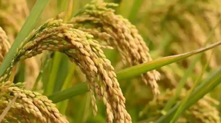 छत्तीसगढ़ में खरीफ 2026 के लिए बीज दरें तय, धान-दलहन-तिलहन की नई कीमतें जारी