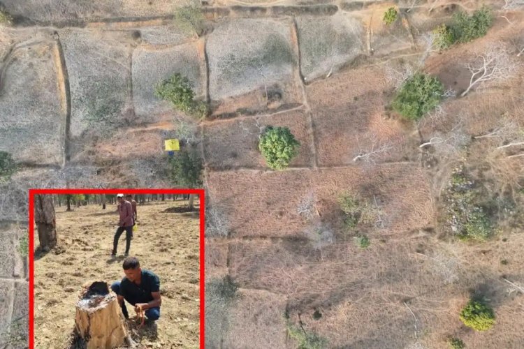 टाइगर रिजर्व हुआ उजाड़... 1 लाख पेड़ काटकर 166 लोगों का कब्जा! ISRO की तस्वीरों ने मचाया हड़कंप